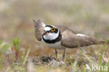 Kleine Plevier (Charadrius dubius)