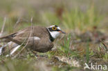 Kleine Plevier (Charadrius dubius)