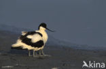 Pied Avocet (Recurvirostra avosetta)