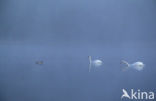 Mute Swan (Cygnus olor)