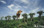 Cow (Bos domesticus)
