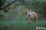 Cow (Bos domesticus)