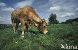 Cow (Bos domesticus)