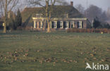 White-fronted goose (Anser albifrons)