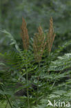 Koningsvaren (Osmunda regalis)