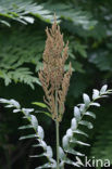 Koningsvaren (Osmunda regalis)