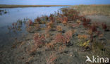 Kortarige zeekraal (Salicornia europaea)