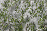 Creeping Willow (Salix repens)