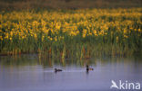 Tufted Duck (Aythya fuligula)
