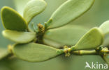 Mistletoe (Viscum album)