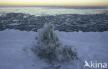 Markermeer