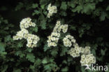 Hawthorn (Crataegus )