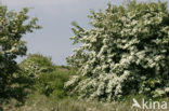 Hawthorn (Crataegus )