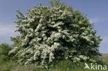 Hawthorn (Crataegus )