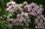 Hawthorn (Crataegus )
