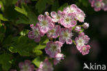 Hawthorn (Crataegus )