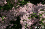 Hawthorn (Crataegus )