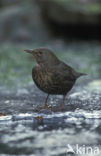 Eurasian Blackbird (Turdus merula)