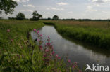 Nationaal beek- en esdorpenlandschap Drentsche Aa