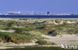 Nationaal Park Duinen van Texel