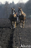 Paard (Equus spp)