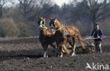 Paard (Equus spp)