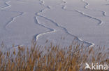 Common Reed (Phragmites australis)