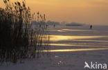 Riet (Phragmites australis)