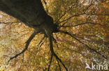 Purple Beech (Fagus purpurea)