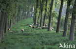 Sheep (Ovis domesticus)