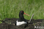 Oystercatcher (Haematopus ostralegus)