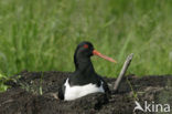 Scholekster (Haematopus ostralegus)