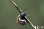 Common Garden Snail (Helix aspersa aspersa)