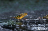 Eurasian Siskin (Carduelis spinus)
