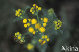 The Cinnabar (Tyria jacobaeae)