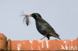 Spreeuw (Sturnus vulgaris)