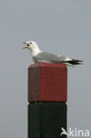 Stormmeeuw (Larus canus)