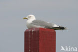 Stormmeeuw (Larus canus)