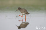 Common Redshank (Tringa totanus)