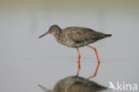 Common Redshank (Tringa totanus)