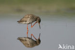 Common Redshank (Tringa totanus)