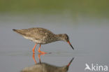 Common Redshank (Tringa totanus)