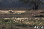 Veenpluis (Eriophorum angustifolium)