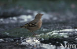 Vink (Fringilla coelebs)