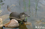 European Otter (Lutra lutra) 