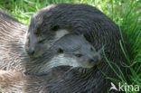 European Otter (Lutra lutra) 