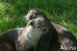 European Otter (Lutra lutra) 