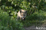 Vos (Vulpes vulpes)