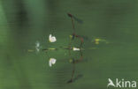 Large Red Damselfly (Pyrrhosoma nymphula)