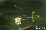 Large Red Damselfly (Pyrrhosoma nymphula)